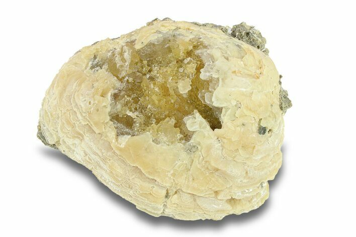 Fossil Clam (Mercenaria) with Fluorescent Calcite - Rucks Pit, FL #285861